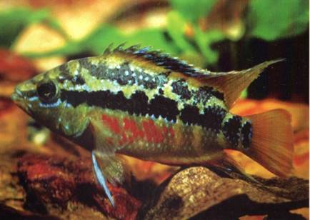 american cichlids